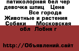 патиколорная бел/чер девочка шпиц › Цена ­ 15 000 - Все города Животные и растения » Собаки   . Московская обл.,Лобня г.